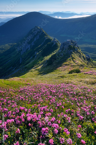 Meadow flowers in the mountains