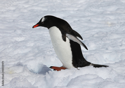 Cute Gentoo penguin on the snow in Antarctica