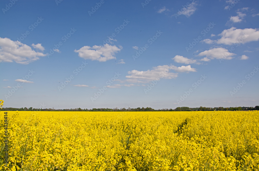 Fototapeta premium Rapsfeld im Frühling, Deutschland