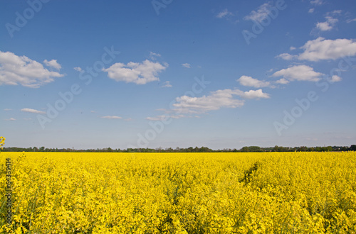 Rapsfeld im Frühling, Deutschland