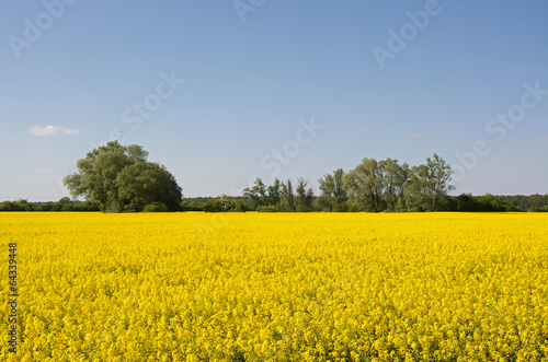 Rapsfeld im Frühling, Deutschland