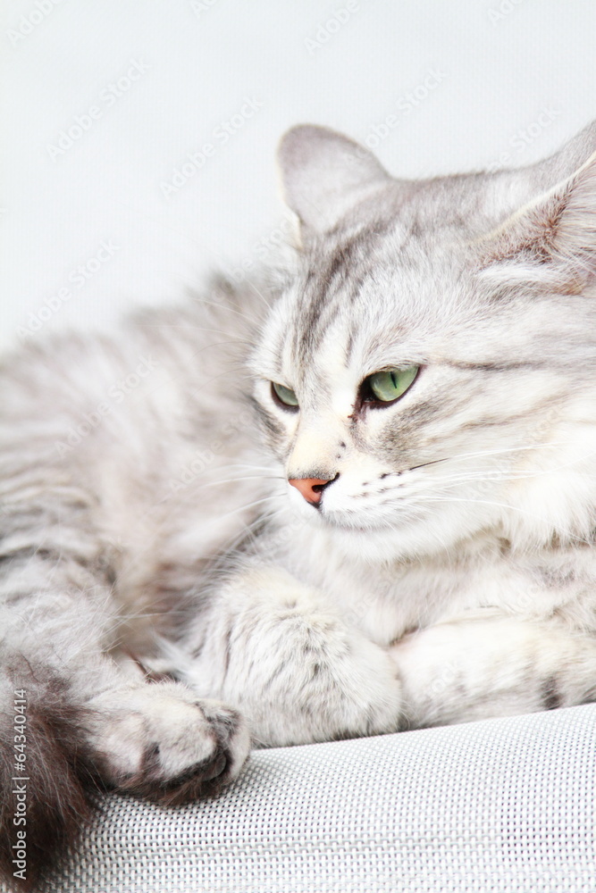 silver cat of siberian breed, female adult silver cat of siberian breed, female adult