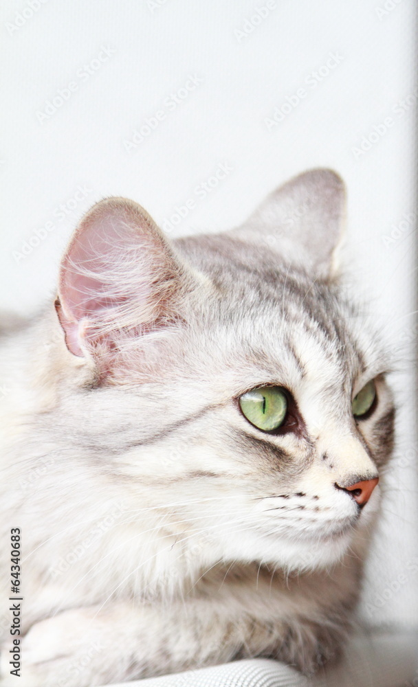 silver cat of siberian breed at three years,female adult