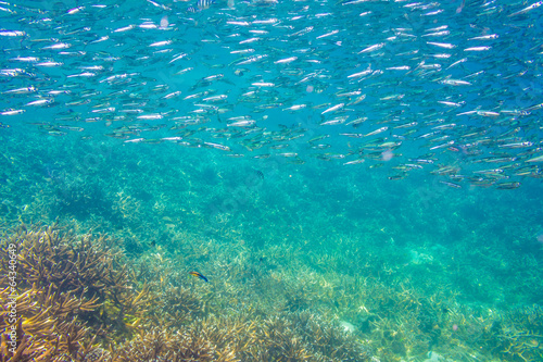 School of anchovy in a blue sea with coral