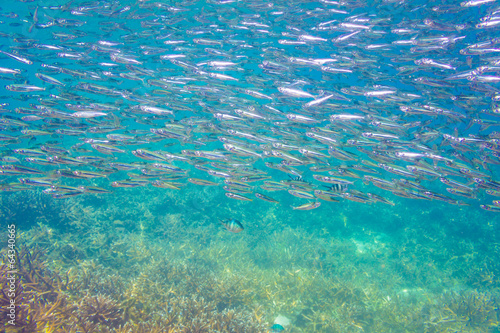 School of anchovy in a blue sea with coral © themorningglory