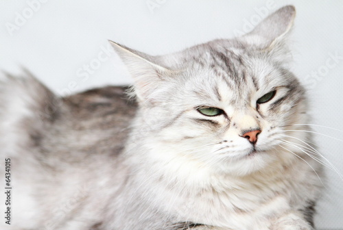 silver cat of siberian breed at three years,female adult © Massimo Cattaneo