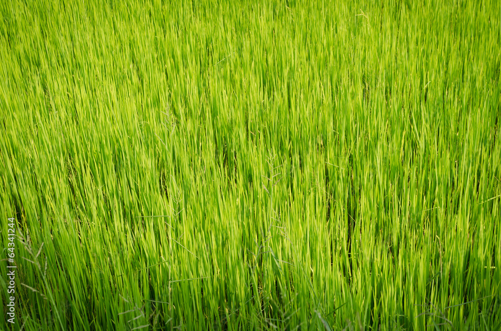 Green Rice Field in Thailand