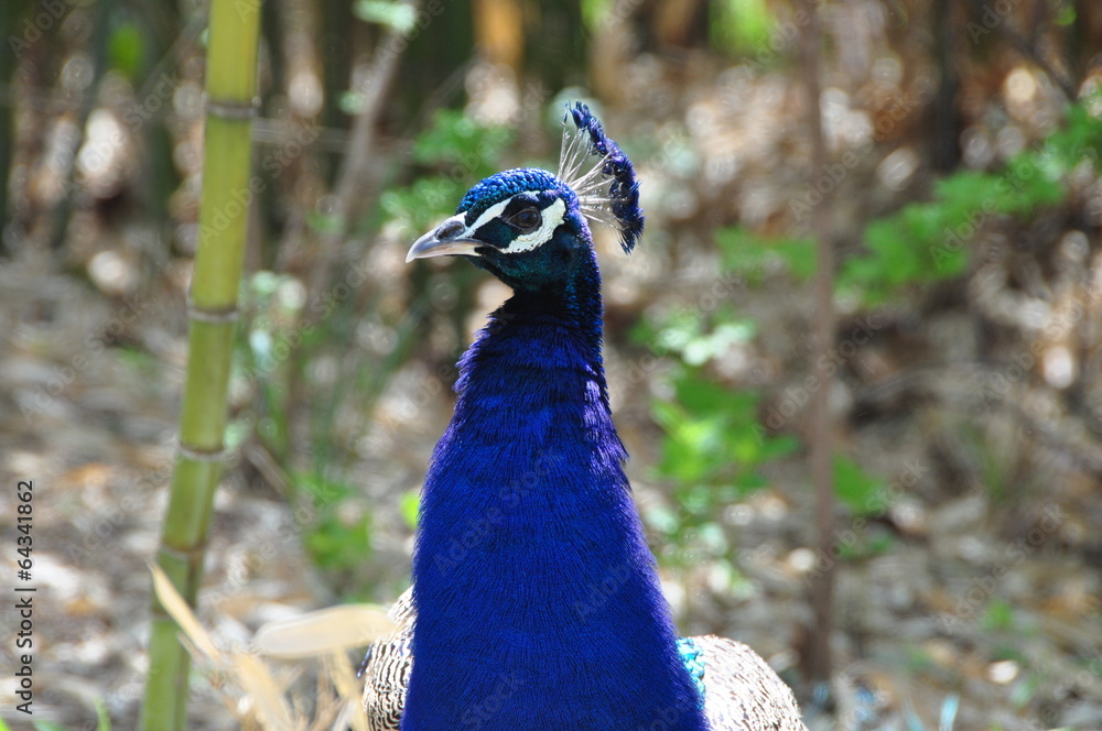 Fototapeta premium Peacock