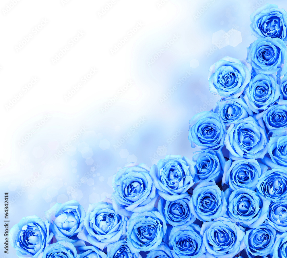 Obraz premium Turquoise Roses over white background. Border