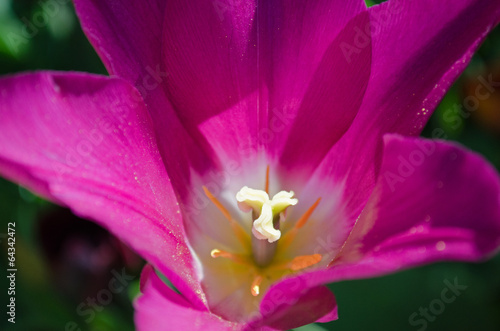 Close-up of a purple tulip