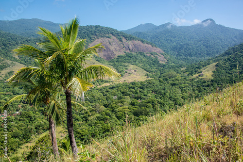 Pair of Palm Trees Brazil Jungle.