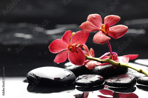 Branch red orchid flower and black stones