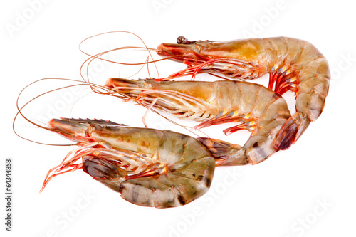 shrimps in isolated on white background