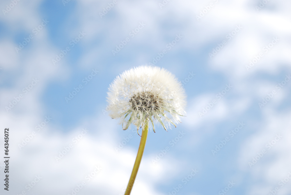 Bunch white fluffy dandelions on blue sky background with sun