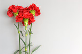 Three red carnations on gray