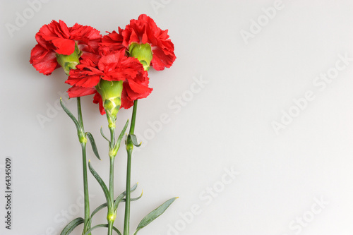Three red carnations on gray