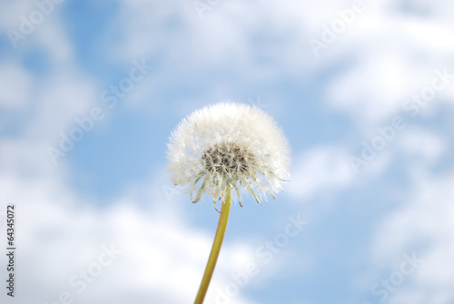 Bunch white fluffy dandelions on blue sky background with sun