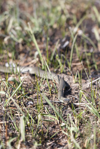 Grass or ringed snake on the ground