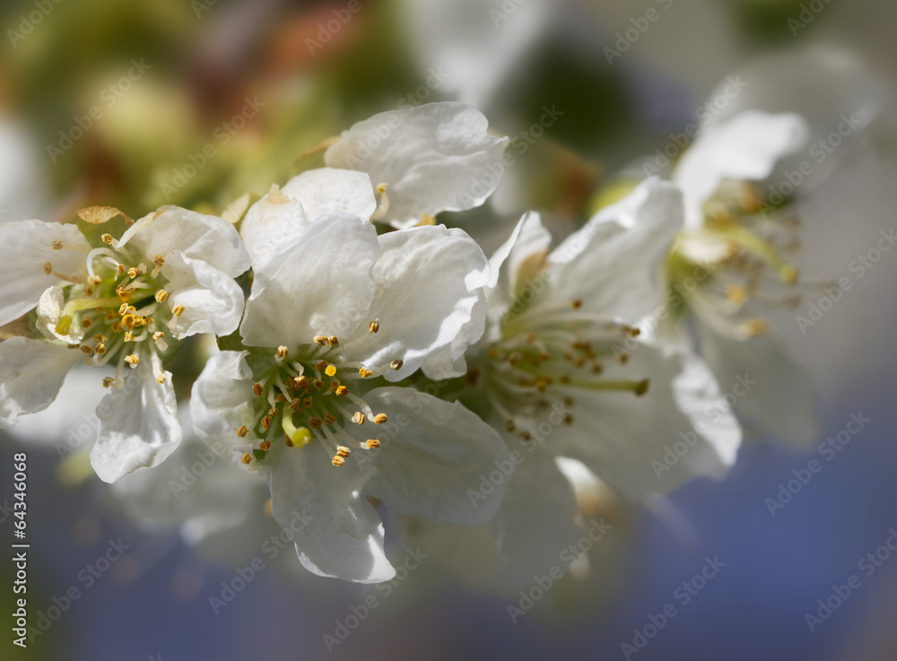 Garden in spring. Garden in spring.