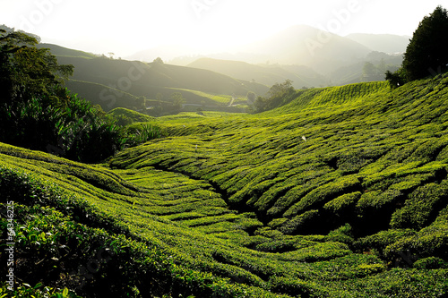 Tea Plantations on the Hill