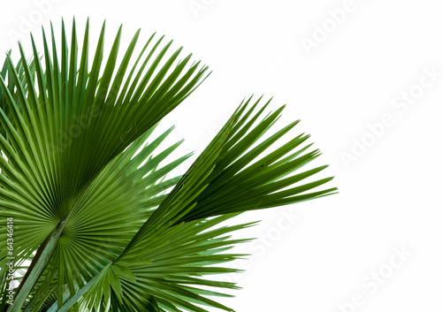 green palm leaf isolated on white background  clipping path incl