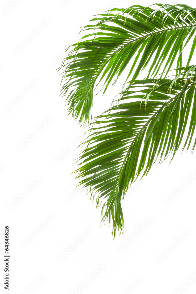 Fototapeta premium green palm leaves isolated on white background, clipping path in