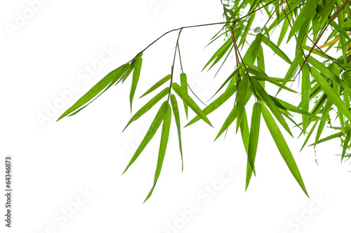 bamboo leaves isolated on white background