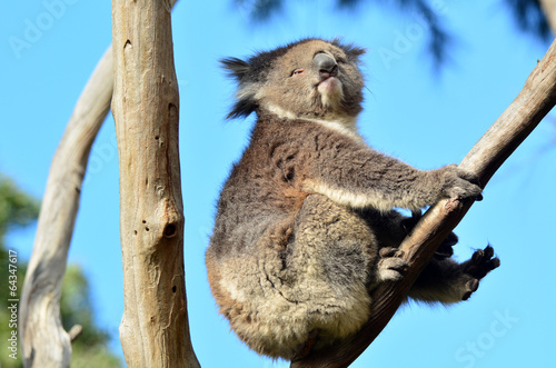 Fototapeta Naklejka Na Ścianę i Meble -  Koala sit on an eucalyptus tree