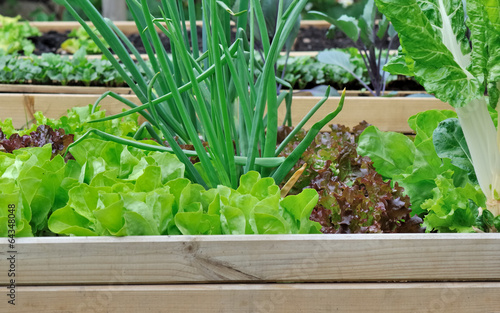 salade et oignons dans potager