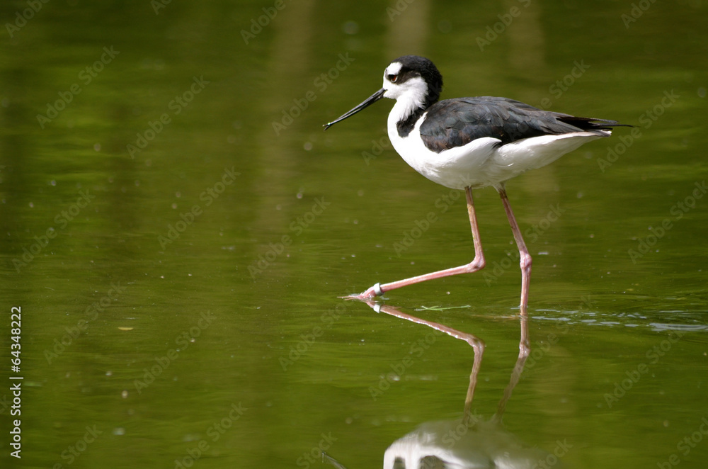 Obraz premium Black necked Stilt