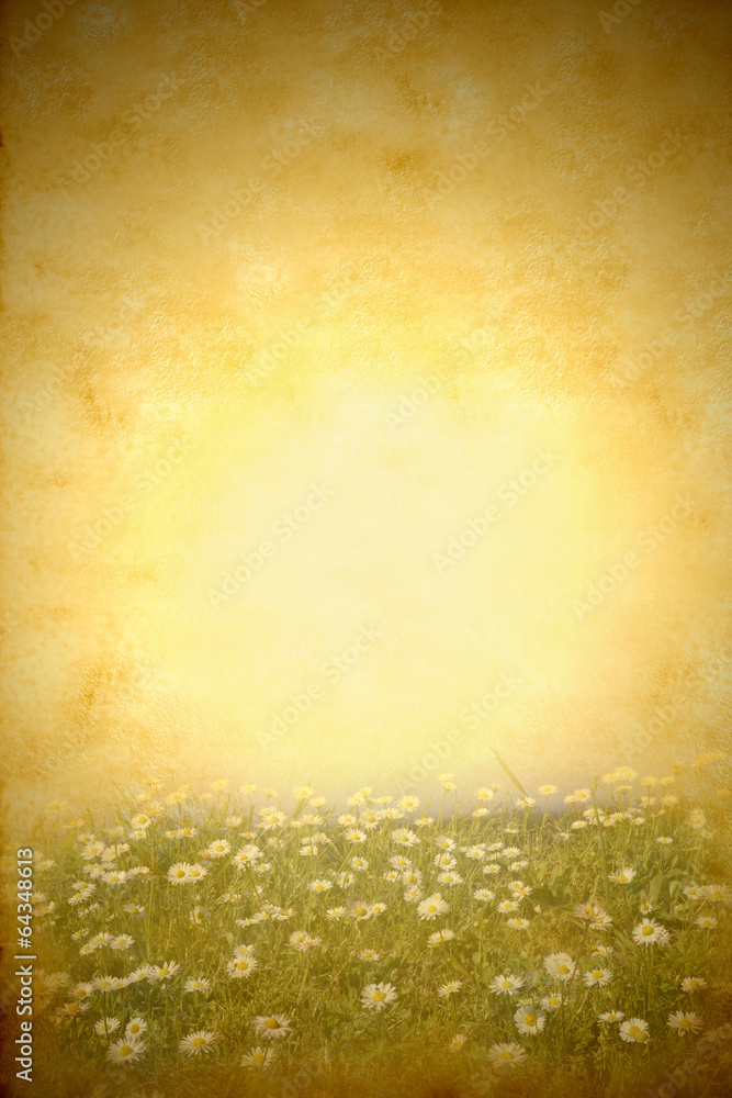 Obraz premium Daisies spring meadow grunge background