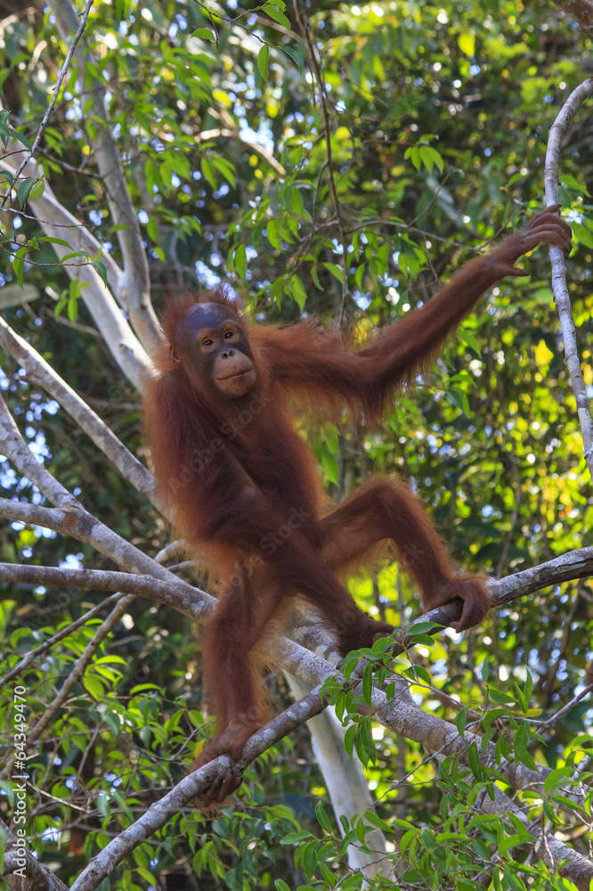 Naklejka premium Young Orangutan in tree