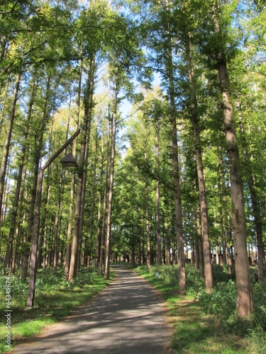 水元公園の歩道