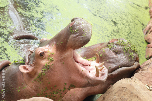 Hippo portrait in the nature