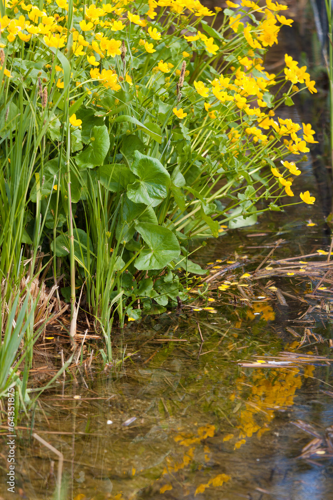 Wasserpflanzen Wasserpflanzen