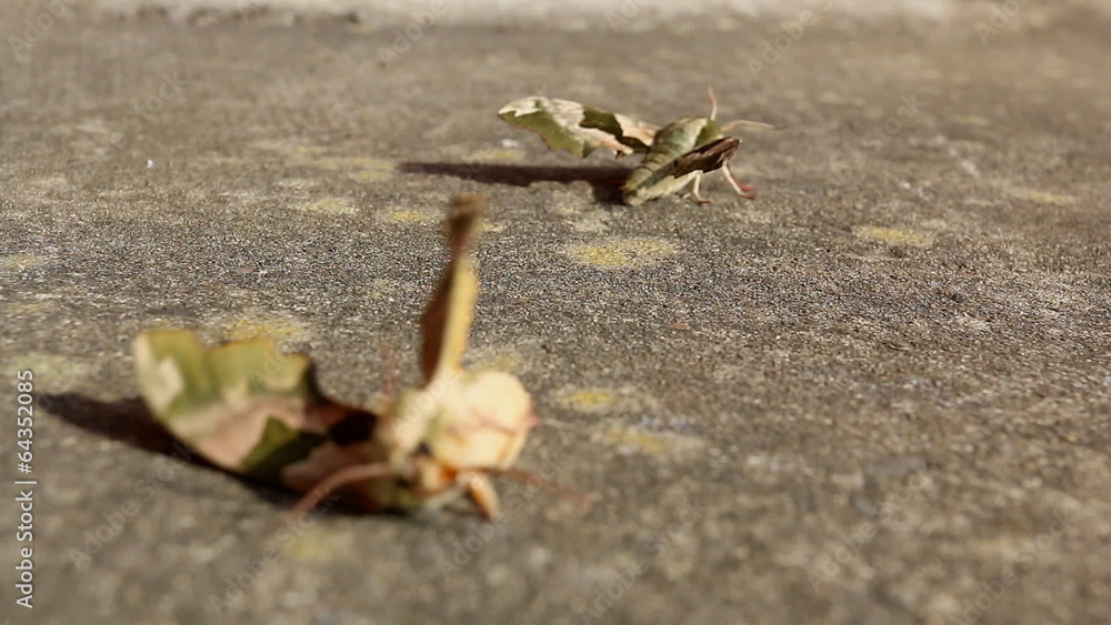 Insects mating.Male moth leaves tired female blown by wind