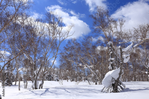 Winter forest in Mt. Teine, Sapporo, Japan