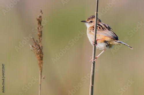 Zitting Cisticola