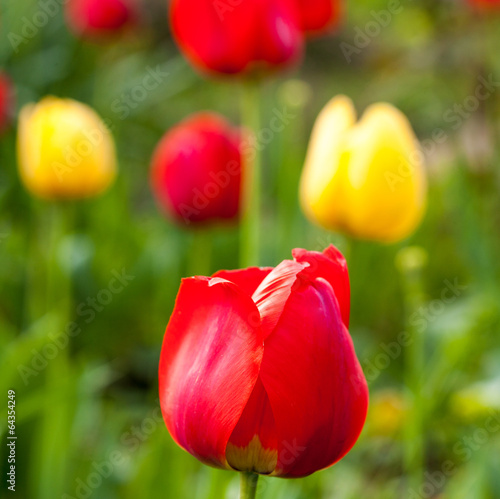 spring red and yellow tulips close up