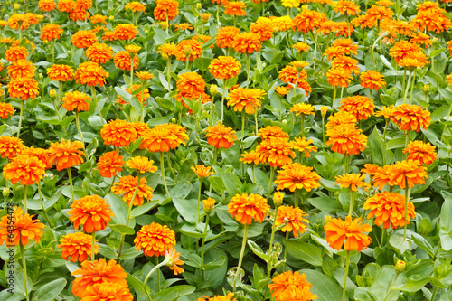 Fototapeta Naklejka Na Ścianę i Meble -  the flower in the garden