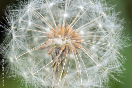 Pusteblume  L  wenzahn