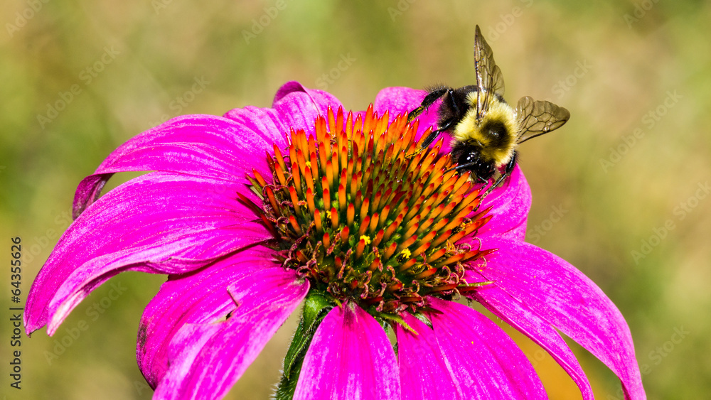 Bumble Bee on Purple Coneflower Bumble Bee on Purple Coneflower