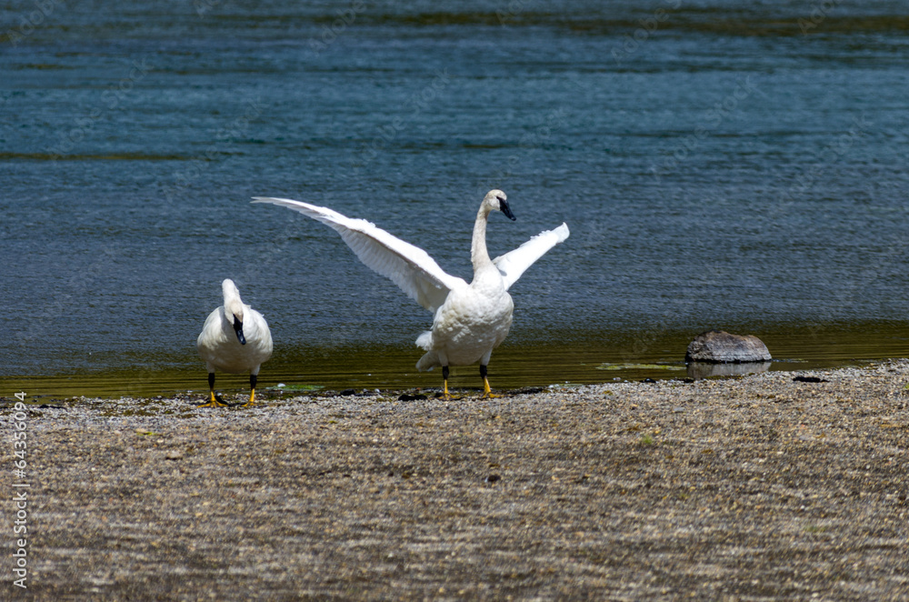 Swans Swans