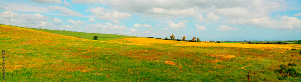 yellow and green meadow