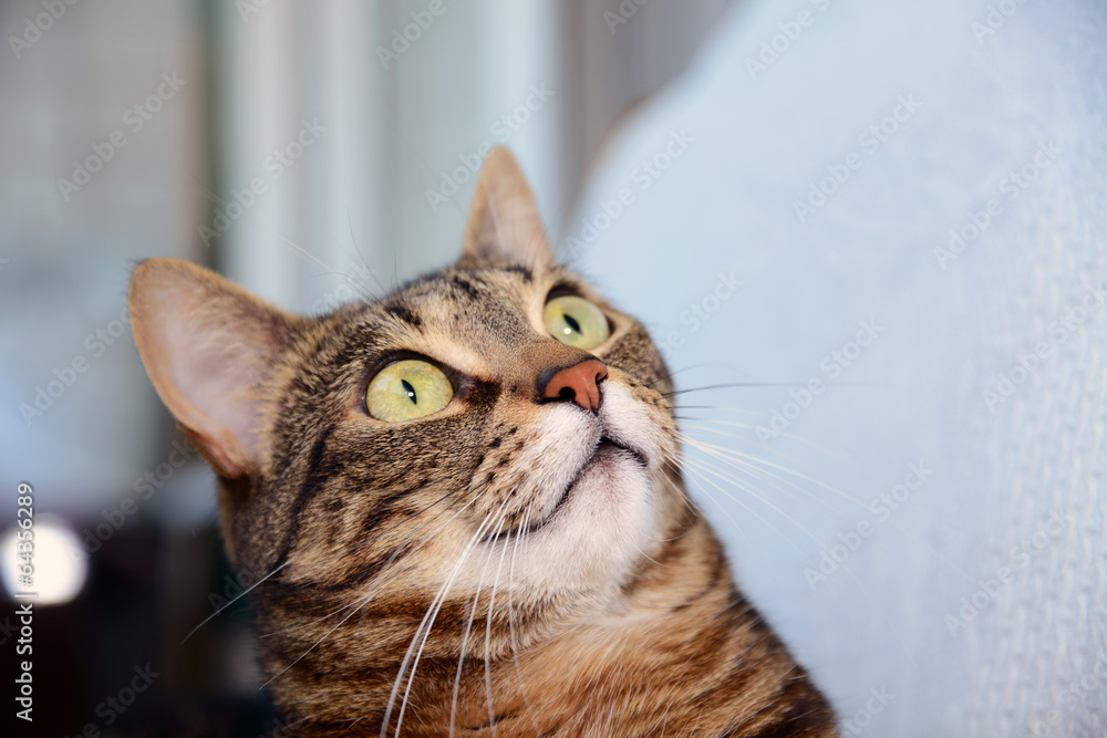 Egyptian Mau cat - amazed Egyptian Mau cat - amazed
