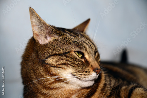 Tablou pe pânză Egyptian Mau - proud cat