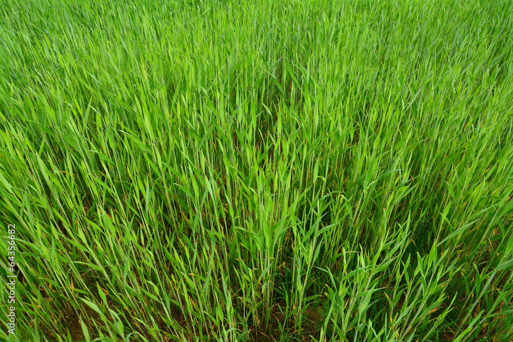 green wheat field green wheat field