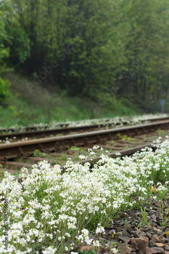 Tory kolejowe wśród kwitnących wiosennych kwiatów