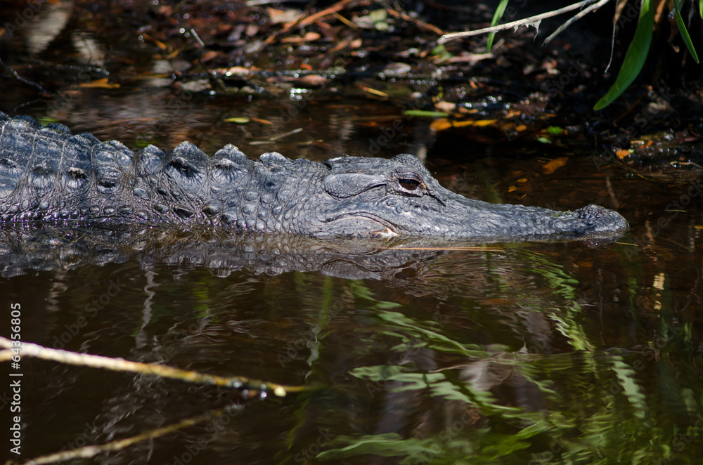 Large alligator in Florida swamp Large alligator in Florida swamp