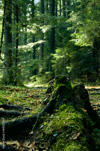 Green landscape with trees and path